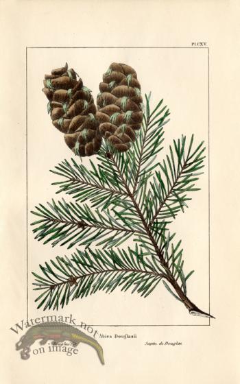 Douglas Fir
